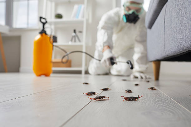 Commercial Kitchen Cockroach Control in Brentwood